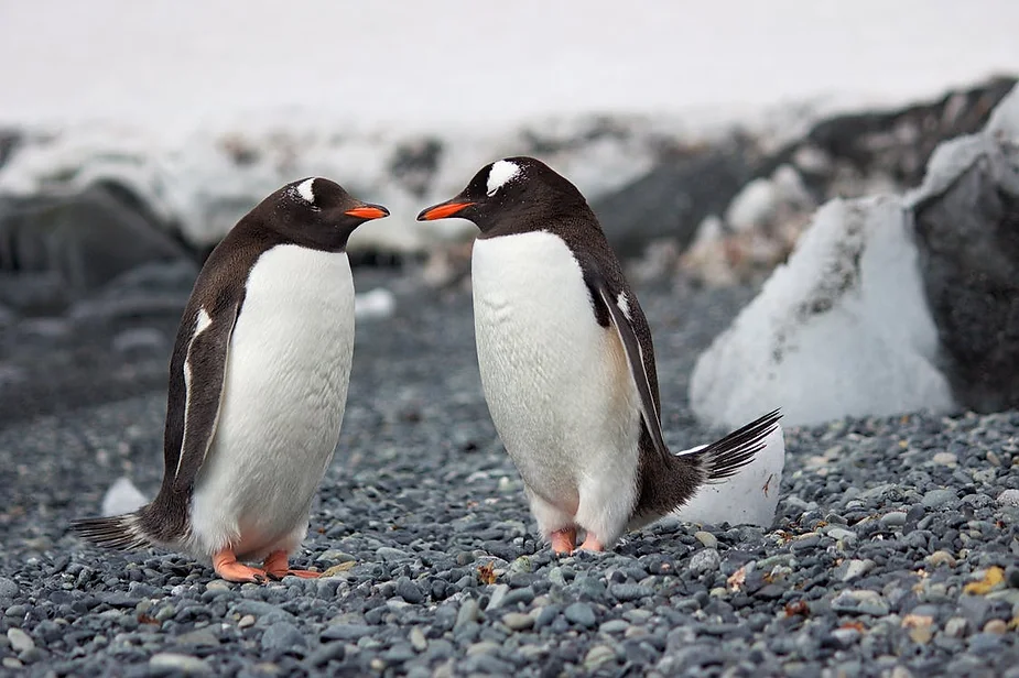 Two penguins showing penguin peddling, one of the the Neurodivergent Love Languages.